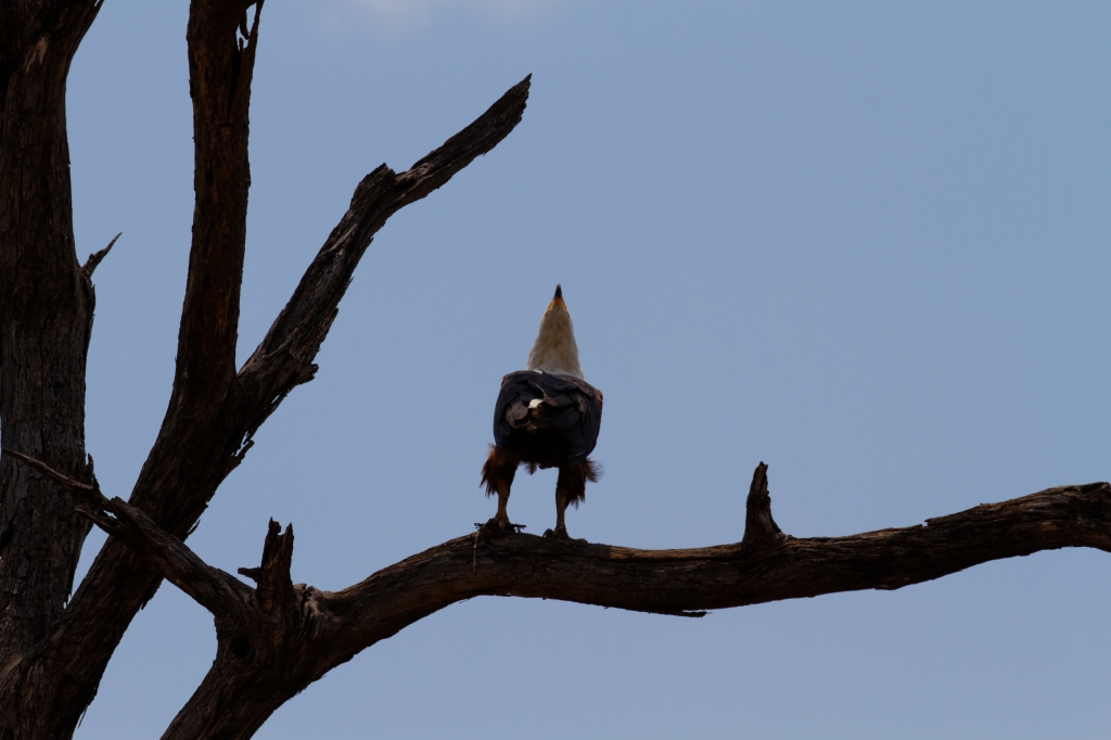 08 - Kruger NP (36).jpg